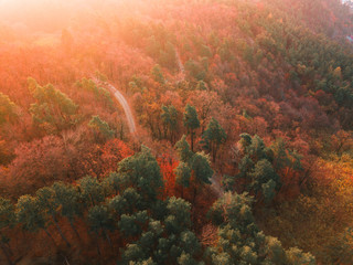 Aerial view over mountain road inside forest during sunrise. Autumn morning light over trees