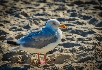 gull keeps an eye out