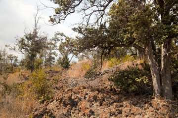 Old Hawaiian Lava Field Being Transformed