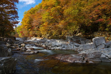 赤沢紅葉