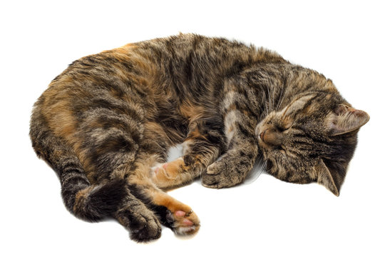 the cat is sleeping. white isolated background.