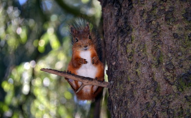 squirrel on a tree