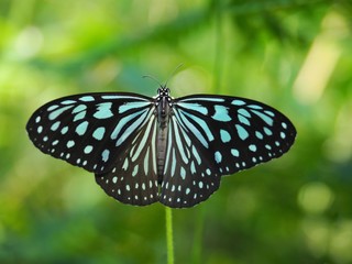 Dark Blue Glassy Tiger is a butterfly with blue and black color. On a white grass flower Natural background blur In soft green It is a beautiful insect with the scientific name of Ideopsis vulgaris.