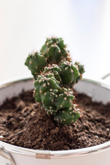 Different cactus in pots.