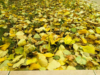 Yellow beautiful leaves lie on the ground.