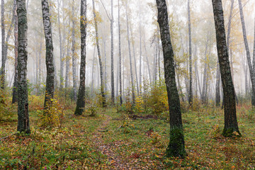 Misty morning in the woods in the fall. Birch grove near the city.