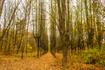 autumn in the forest