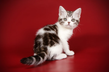 American shorthair cat on colored backgrounds