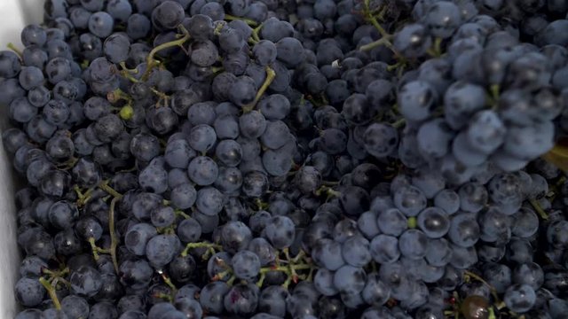 Pouring grapes to a box - 180fps slow motion