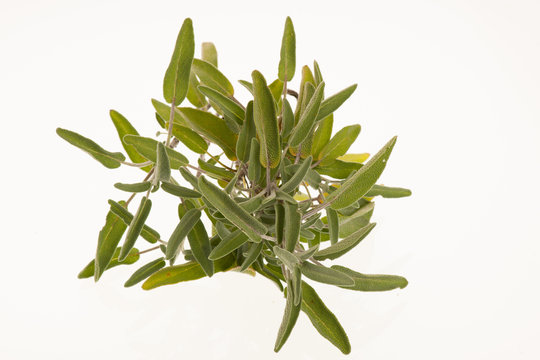 Green sage leaves  osolated over white background
