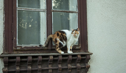a domestic cat on an old wooden carved window of the house
