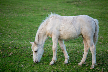 Obraz na płótnie Canvas White Feral Foal