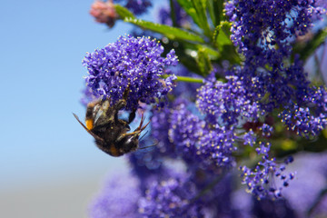 Bee on flower