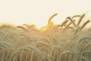 Field of Wheat © David