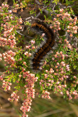 Schmetterling - Raupe