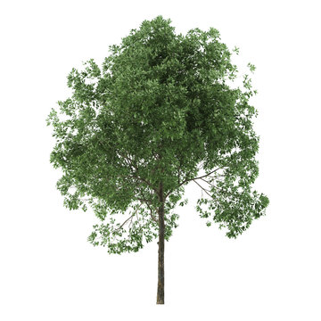 Alder. Tree isolated on white background. 3D rendering.