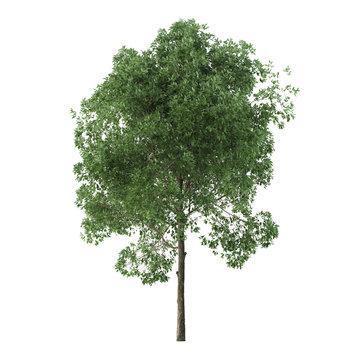 Alder. Tree isolated on white background. 3D rendering.