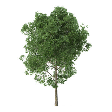 Alder. Tree isolated on white background. 3D rendering.