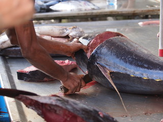 A strong man cutting Tuna fish on the local market in Sri Lanka