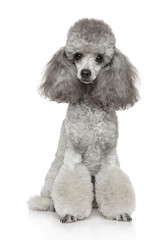 Young groomed poodle - 231841415