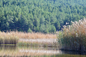 Obraz premium autumn landscape with trees and lake