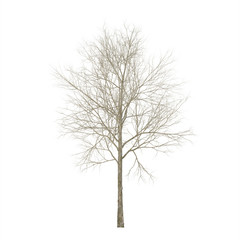 Fototapeta premium Dry wood. Isolated on white background. 3D rendering.
