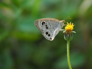 Common Fiver-ing is a Butterfly with brown And the dots look like eyes. On the green leaf Natural background blur In soft green It is a beautiful insect like to eat grass Or low shrubs