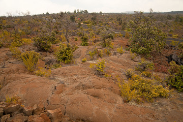 Old Hawaiian Lava Field Being Transformed