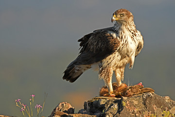 Macho de aguila perdicera