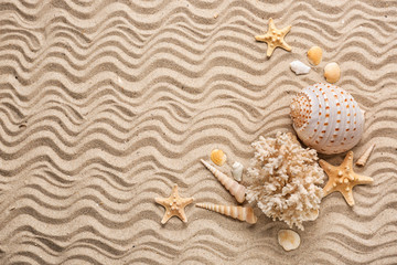 Different sea shells and starfishes on sand