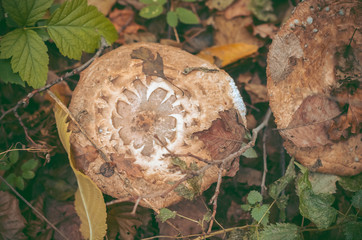 in the forest mushrooms and berries