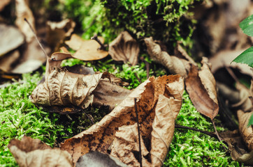 in the forest mushrooms and berries