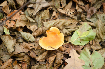 in the forest mushrooms and berries