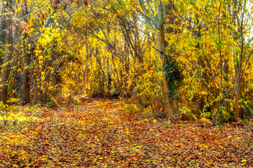  yellow trees and fallen leaves in the autumn forest