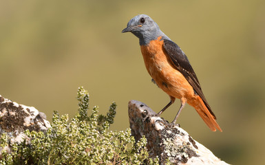 Un roquero rojo posado en una piedra