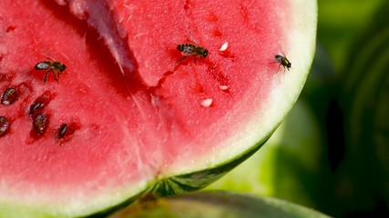 Sale of watermelons. Red and juicy watermelon. Attracts insects with its sweetness. Close up