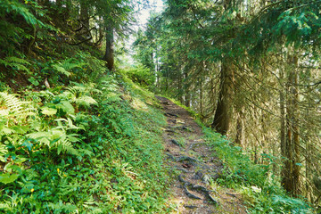Wanderweg im Wald durch die Alpen