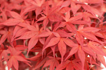 Red Japanese maple