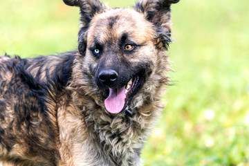 Dog with heterochromia eyes