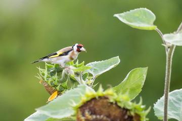 Goldfinch on a sunflower