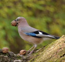 Eurasian Jay (Garrulus Glandarius) looking for food.