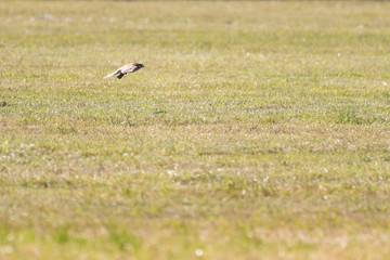 European kestrel flying with a mouse in its claws