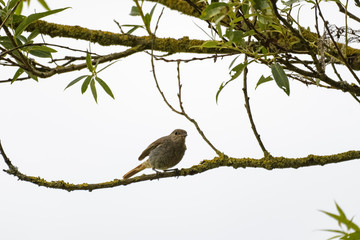 Red robin in a tree
