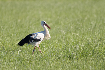 White Stork looking for food in a meadow