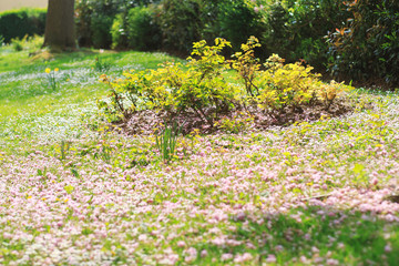 Bosquet et parterre de pâquerettes au printemps	