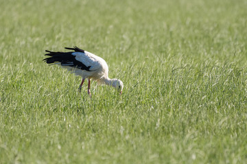White Stork looking for food in a meadow