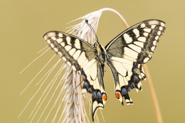 Swallowtail butterfly sitting on wheat