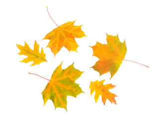 Beautiful autumn leaves on white background