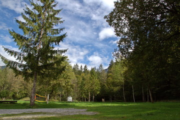 Fototapeta na wymiar Camper in the green forest