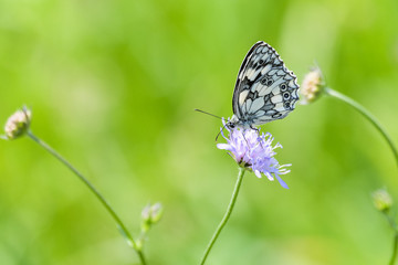 Obraz premium Marbled white butterfly on a flower